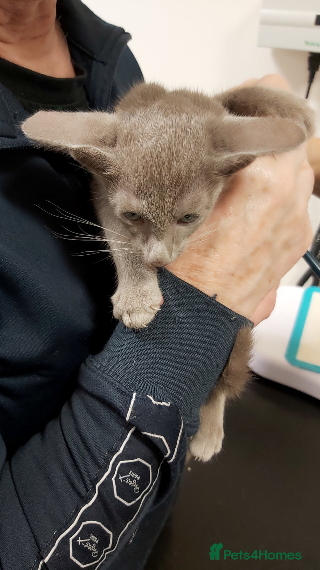 Oriental cats for sale: Full Pedigree Oriental 1 Kitten XL size ears GCCF - Advert 13