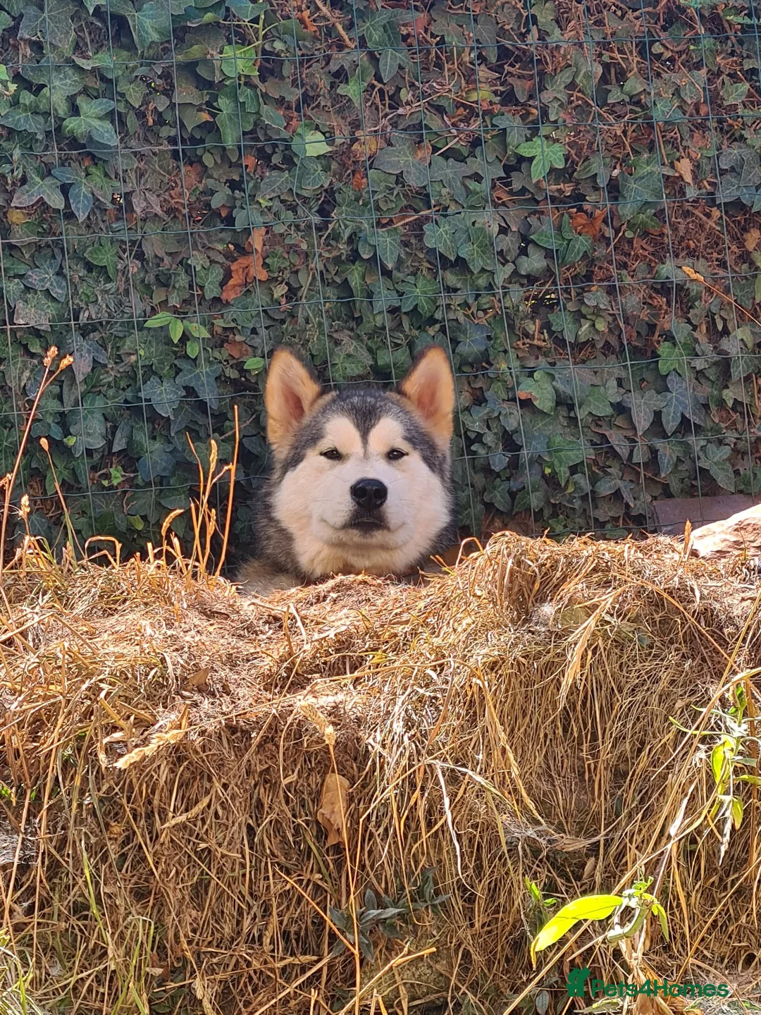 Alaskan Malamute dogs for stud: Looking male for stud - Advert 1
