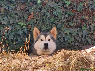 Alaskan Malamute dogs Looking male for stud - Advert 7