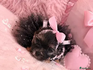 Yorkshire Terrier dogs 💎Last Elegant Girl Available 💎❤️ - Advert 1