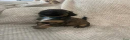Mixed Breed dogs for sale: Staffie cross pups in Peterlee - Advert 8