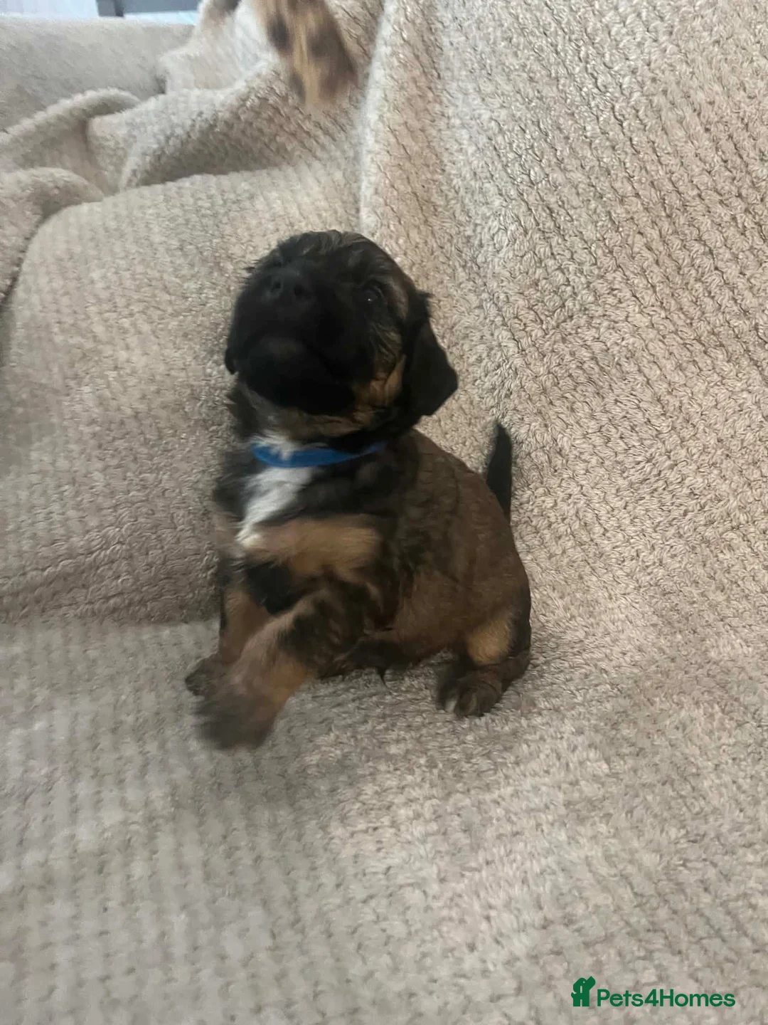 Mixed Breed dogs for sale: Staffie cross pups in Peterlee - Advert 8