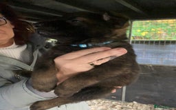 German Shepherd dogs for sale: Superb German Shepherd pups working lines - Image 11