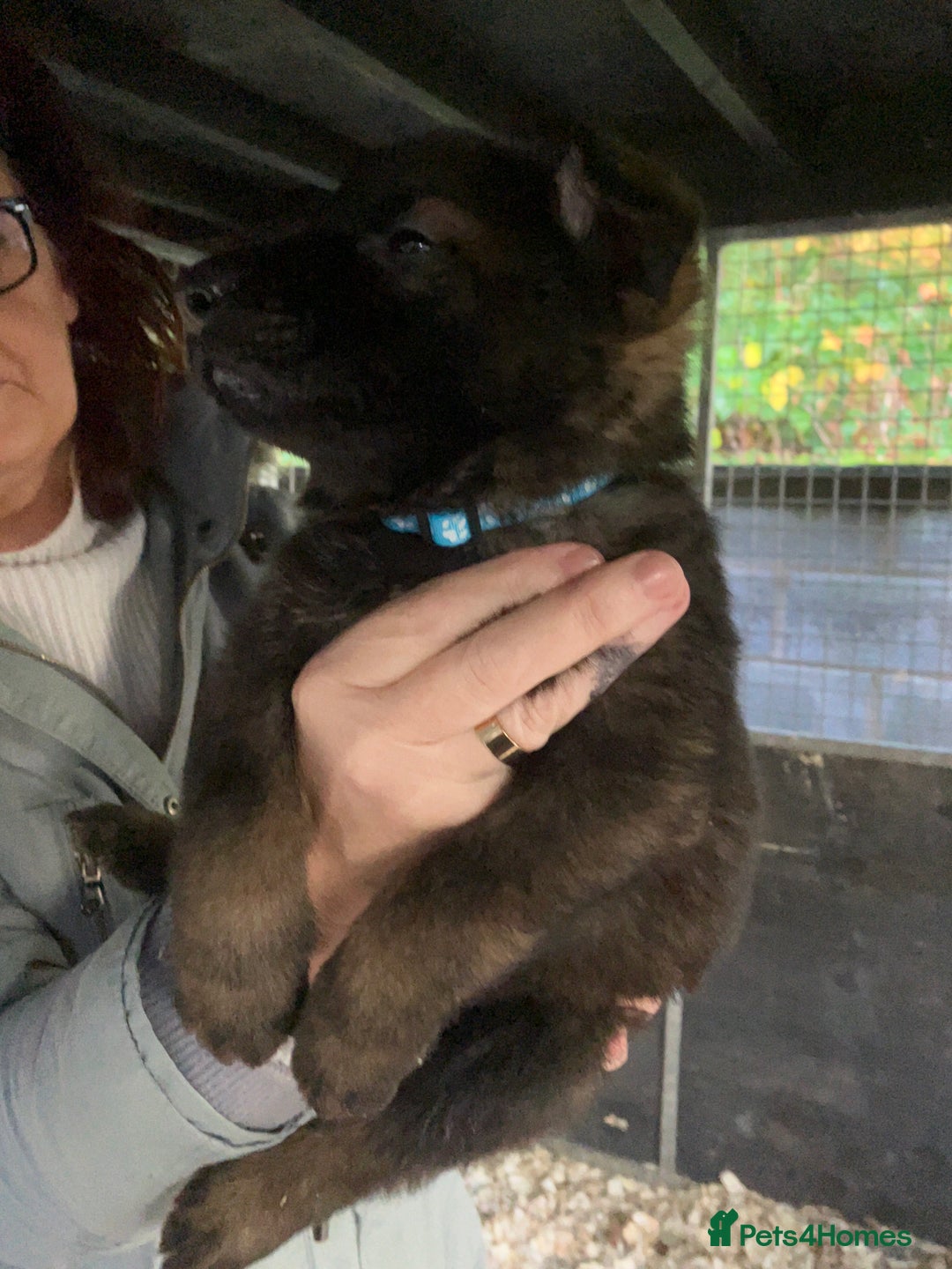 German Shepherd dogs for sale: Superb German Shepherd pups working lines - Image 11