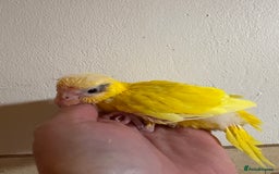 Parakeets birds for sale: Buttercup Kakariki - Advert 2