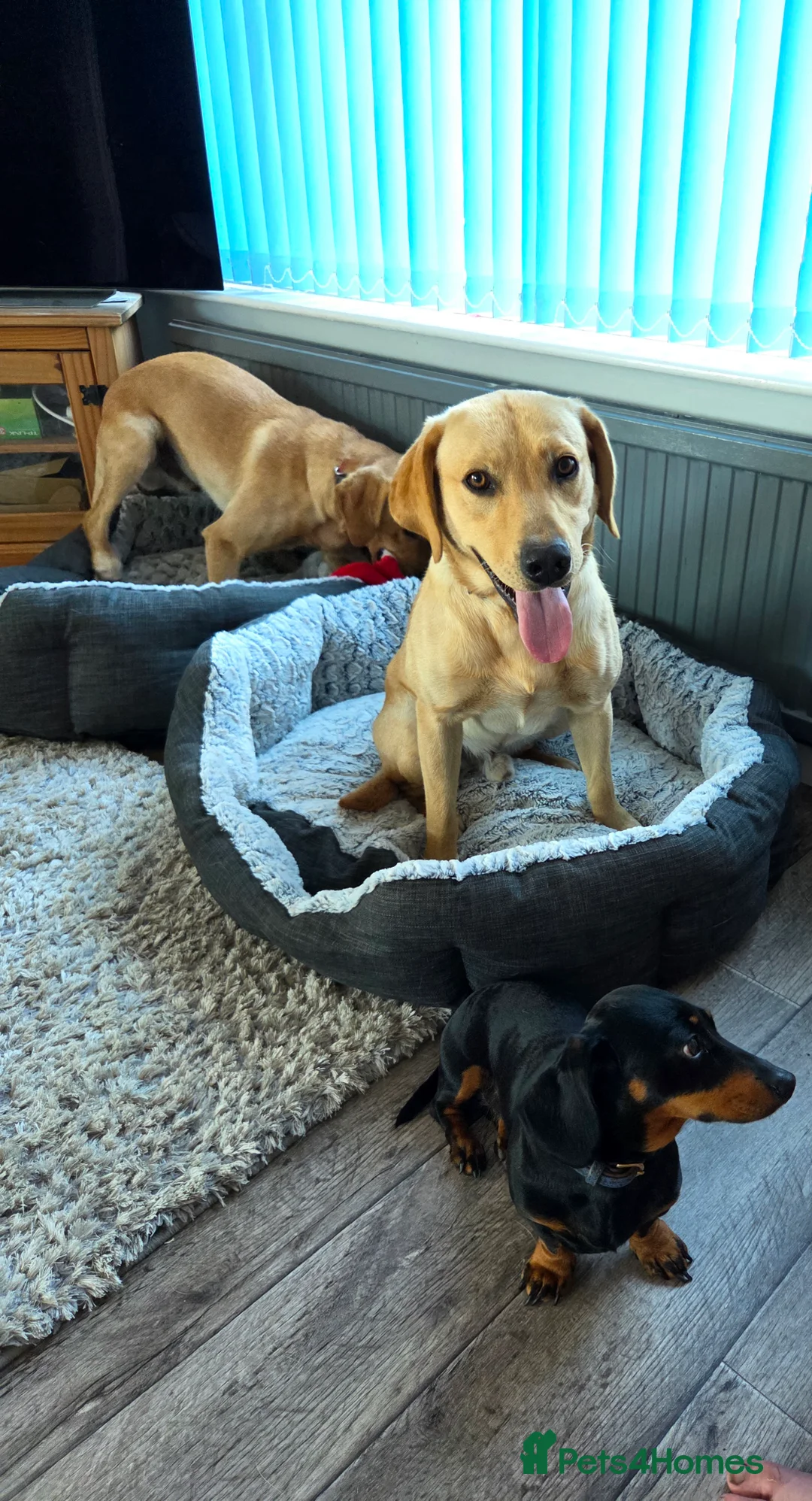 Labrador Retriever dogs for sale: Two male labradors in Spalding - Advert 5