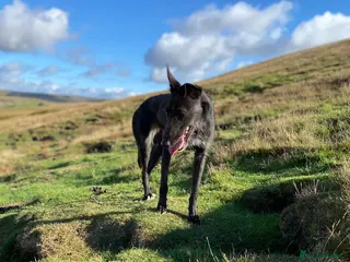 Lurcher dogs 2 dogs for sale - Advert 1