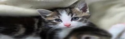 Mixed Breed cats for sale: Three beautiful kittens ready now in Stoke-on-Trent - Advert 4