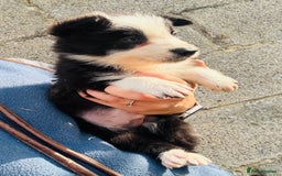 Border Collie dogs for sale: Gorgeous KC reg border collie pups  - Image 23