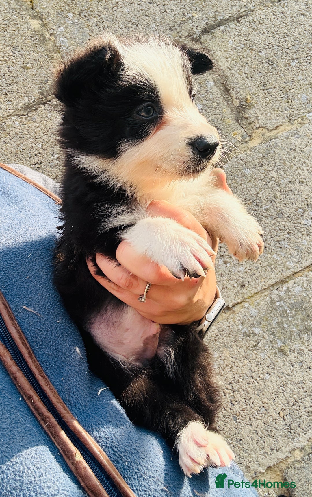 Border Collie dogs for sale: Gorgeous KC reg border collie pups  - Image 23