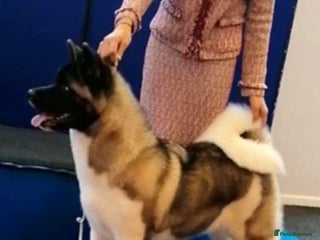 Akita dogs - Advert 1