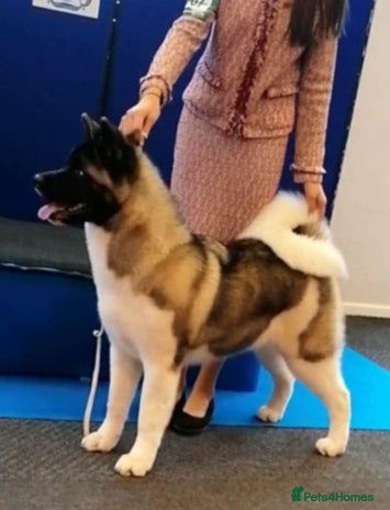 Akita dogs - Advert 1