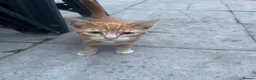 Mixed Breed cats for sale: KITTENS FOR SALE - Advert 16