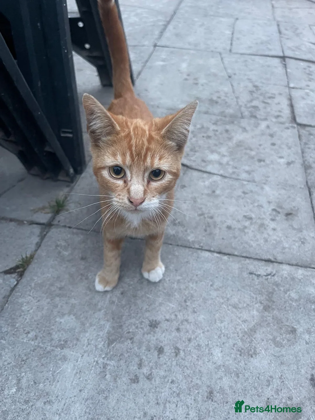 Mixed Breed cats for sale: KITTENS FOR SALE - Advert 16