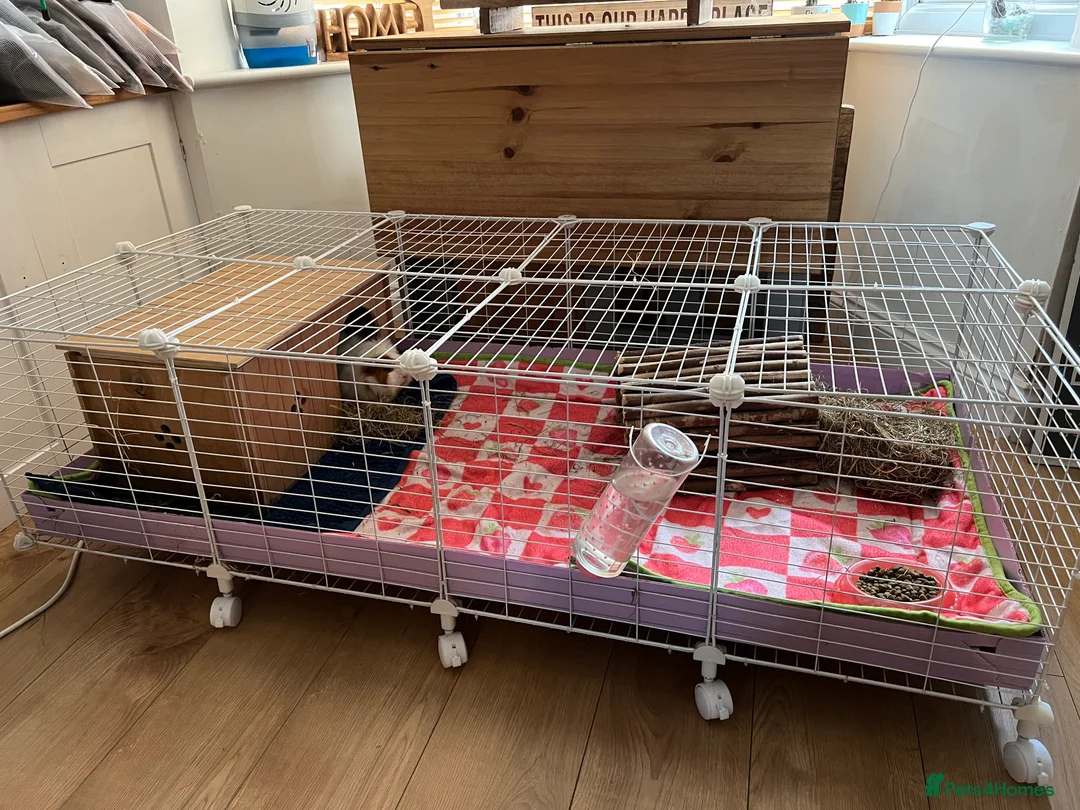 Guinea Pig rodents for sale: Two boy guinea pigs in Snodland - Advert 4