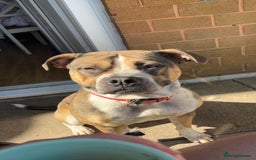 Mixed Breed dogs for sale: Female looking for home - Image 11