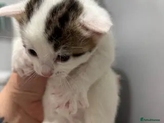 Domestic Shorthair cats 3 beautiful female kittens aged 5 weeks - Advert 2