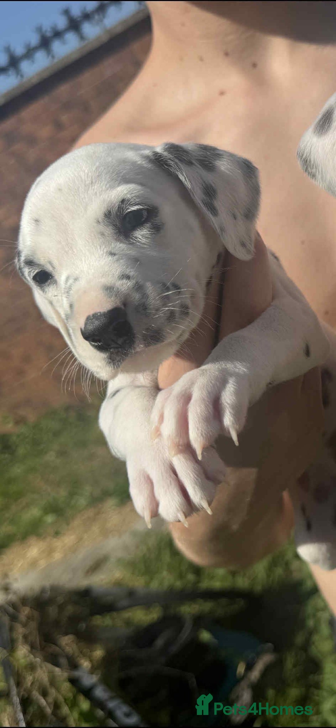 Dalmatian dogs for sale: Dalmatian puppies  - Image 10