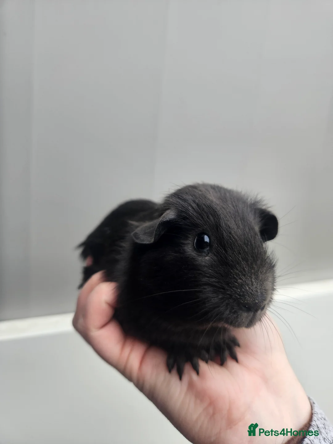 Guinea Pig rodents for sale: 2 female guinea pigs for sale - Advert 4