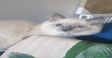 Ragdoll cats Beautiful GCCF Blue Mitted Kitten Available. - Advert 6