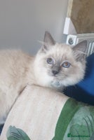 Ragdoll cats Beautiful GCCF Blue Mitted Kitten Available. - Advert 6