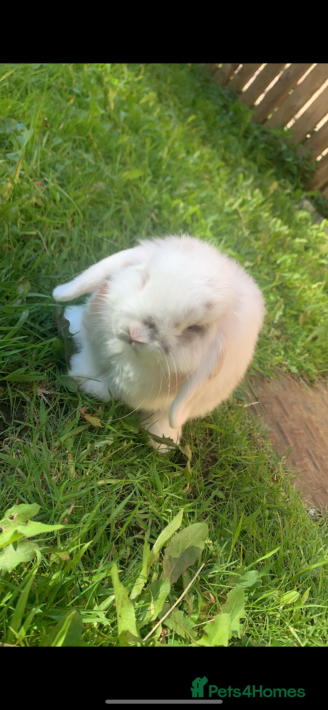 Mini Lop rabbits for sale: Beautiful mini lop bunnies  - Advert 2