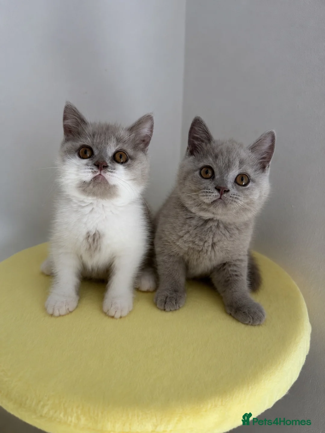 British Shorthair cats for sale: 🧸 British Short hair TICA REG Last 2 REDUCED 🧸 - Advert 1