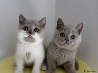British Shorthair cats 🧸 British Short hair TICA REG Last 2 REDUCED 🧸 - Advert 1