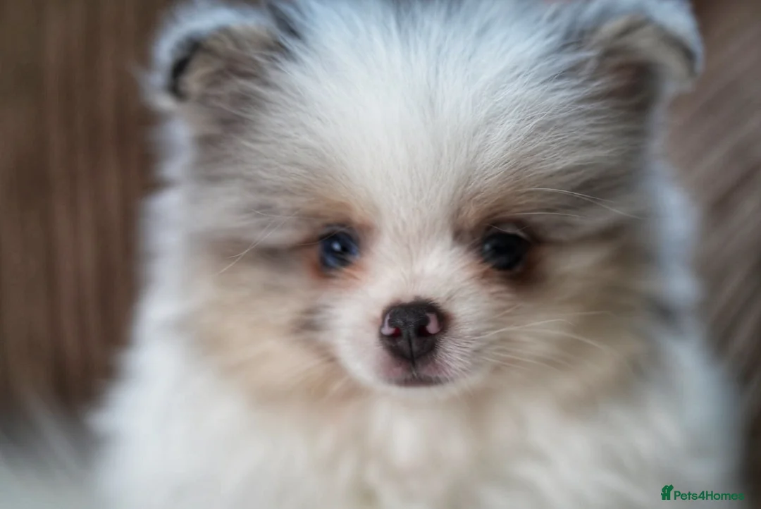 Pomeranian dogs for sale: Two adorable merle boys  - Advert 2