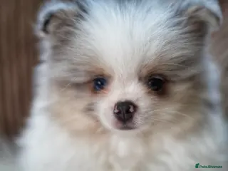 Pomeranian dogs Two adorable merle boys - Advert 1