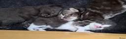 Mixed Breed cats for sale: British shorthair cross kittens - Advert 8