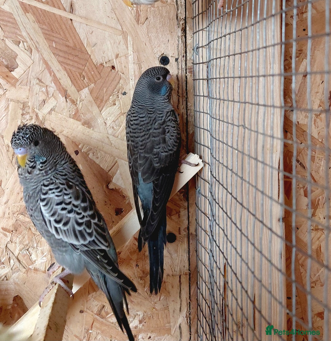 Budgerigars birds for sale: Blackface Budgies - Advert 7