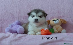 Alaskan Malamute dogs for sale: 🌟Beautiful pure malamutes💯 - Image 1