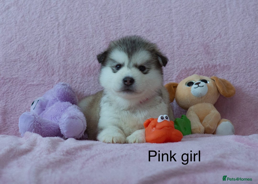 Alaskan Malamute dogs for sale: 🌟Beautiful pure malamutes💯 - Image 1