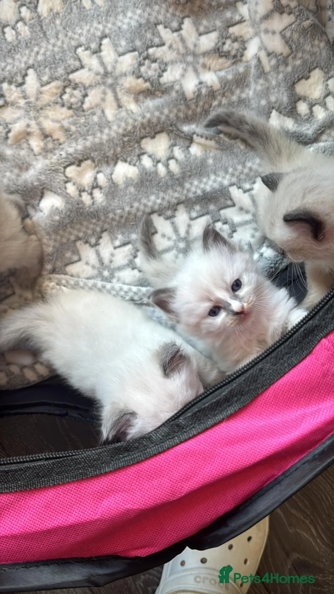 Ragdoll cats for sale: Ragdoll kittens  - Advert 1