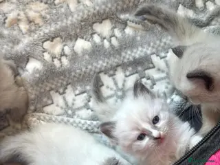 Ragdoll cats Ragdoll kittens - Advert 1