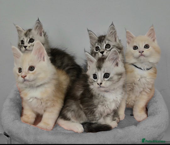 Maine Coon cats GCCF Pedigree Rare Red Shaded Silver Maine Coons - Advert 1