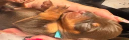 Miniature Dachshund dogs for sale: Miniature dachshund puppies - Advert 13