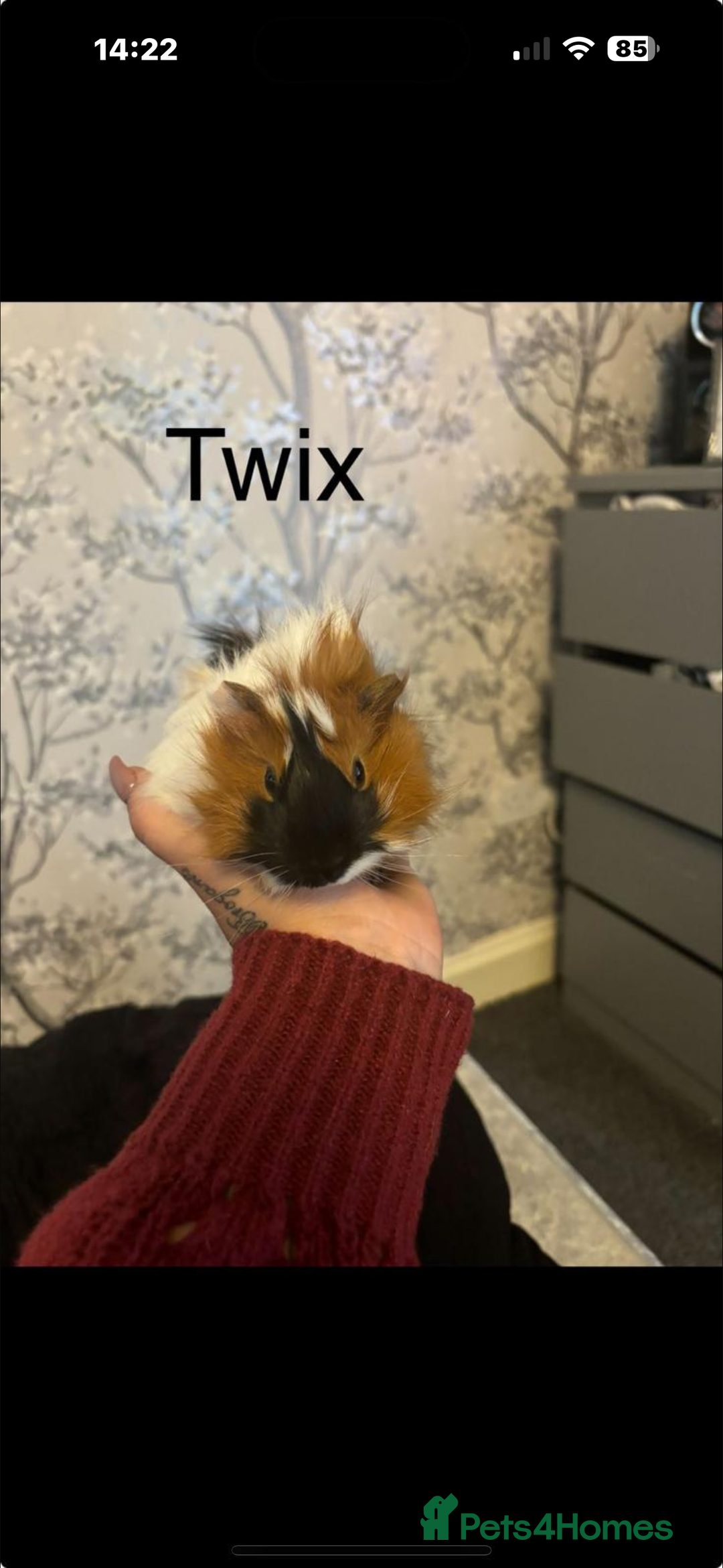 Guinea Pig rodents for sale: Guinea pigs - Advert 6