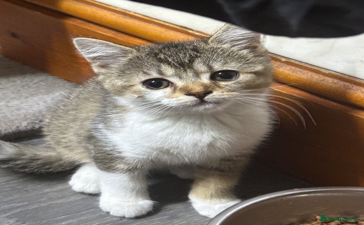 Domestic Shorthair cats - Advert 1
