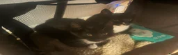 Mixed Breed cats for sale: 5 adorable kittens for sale  - Advert 2
