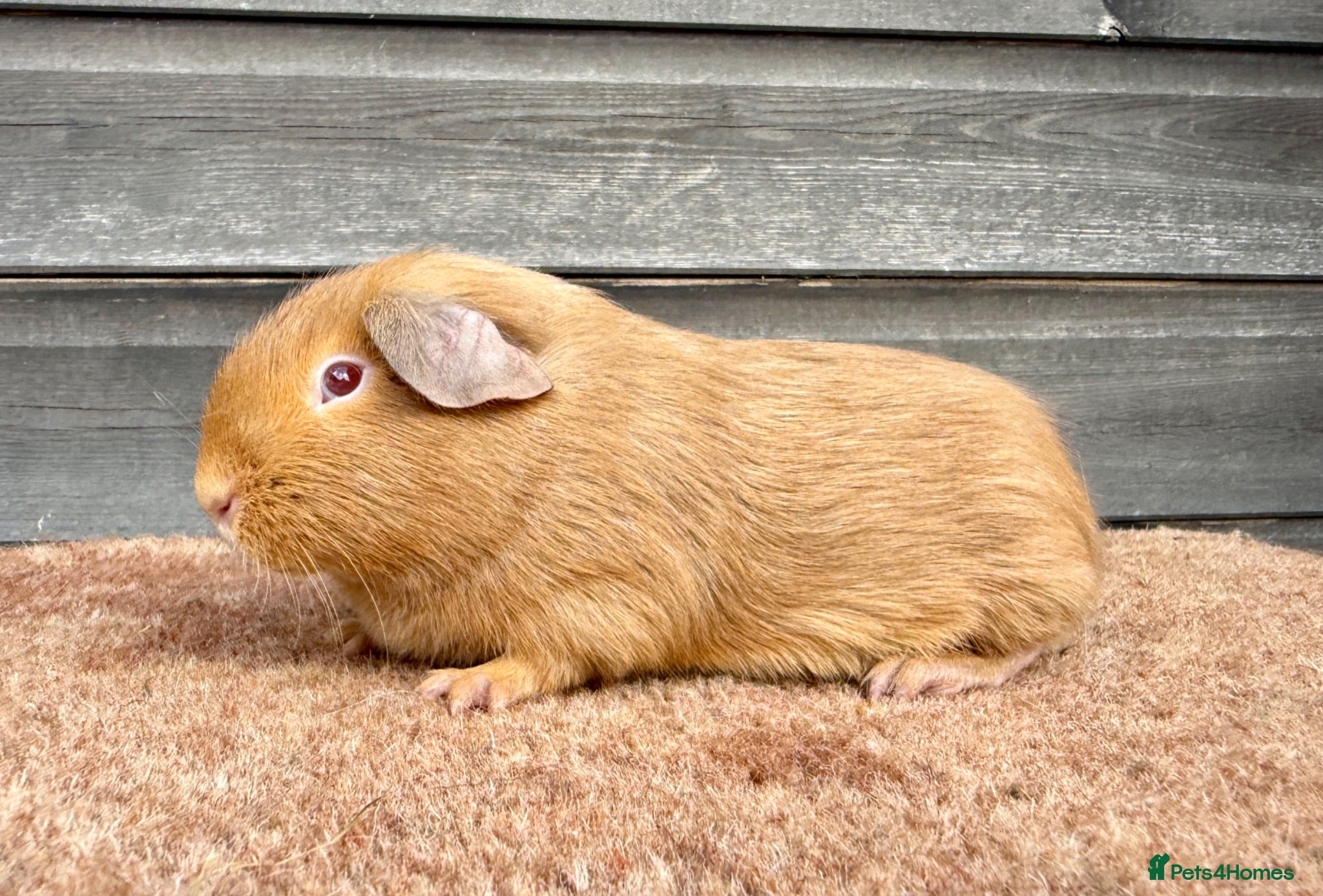 Guinea Pig rodents Various Breeds - Boys - Advert 16