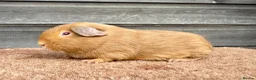 Guinea Pig rodents for sale: Various Breeds - Boys - Advert 3