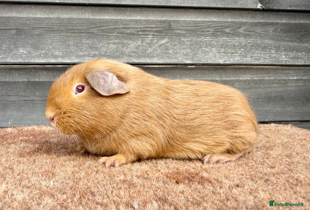 Guinea Pig rodents for sale: Various Breeds - Boys - Advert 3