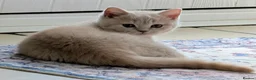 British Shorthair cats for sale: 💕Exceptional Cream British Shorthair Kittens💕💕 - Advert 8