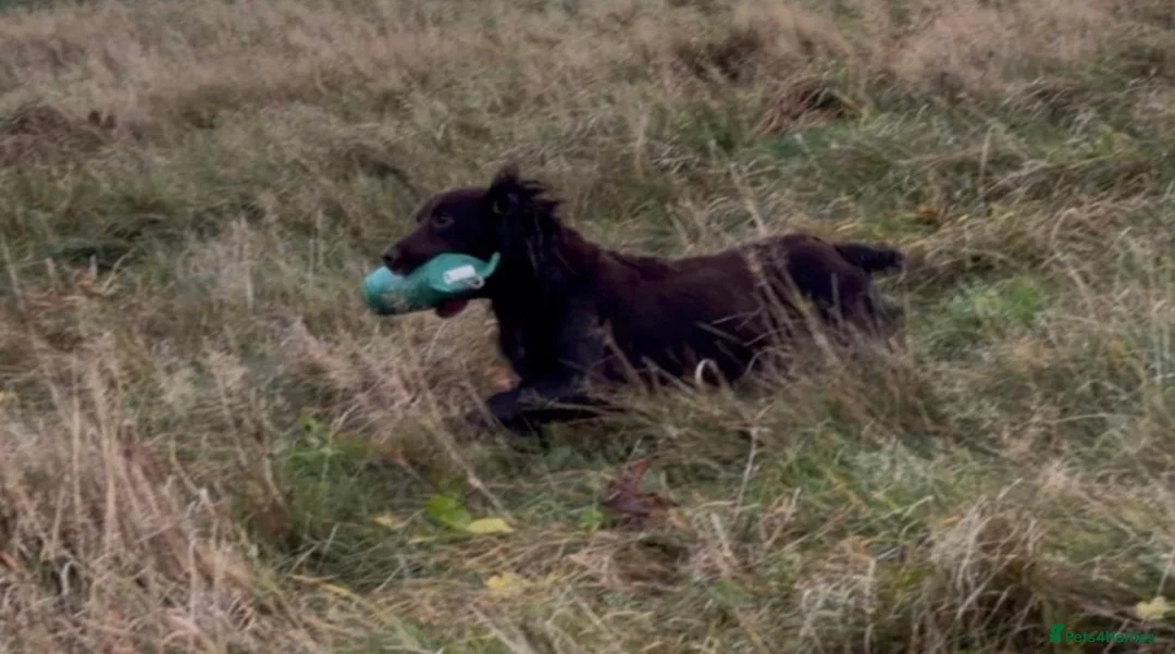 Cocker Spaniel dogs for sale: Beautiful chocolate cocker girl  - Advert 2