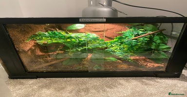 Gecko reptiles - Advert 1
