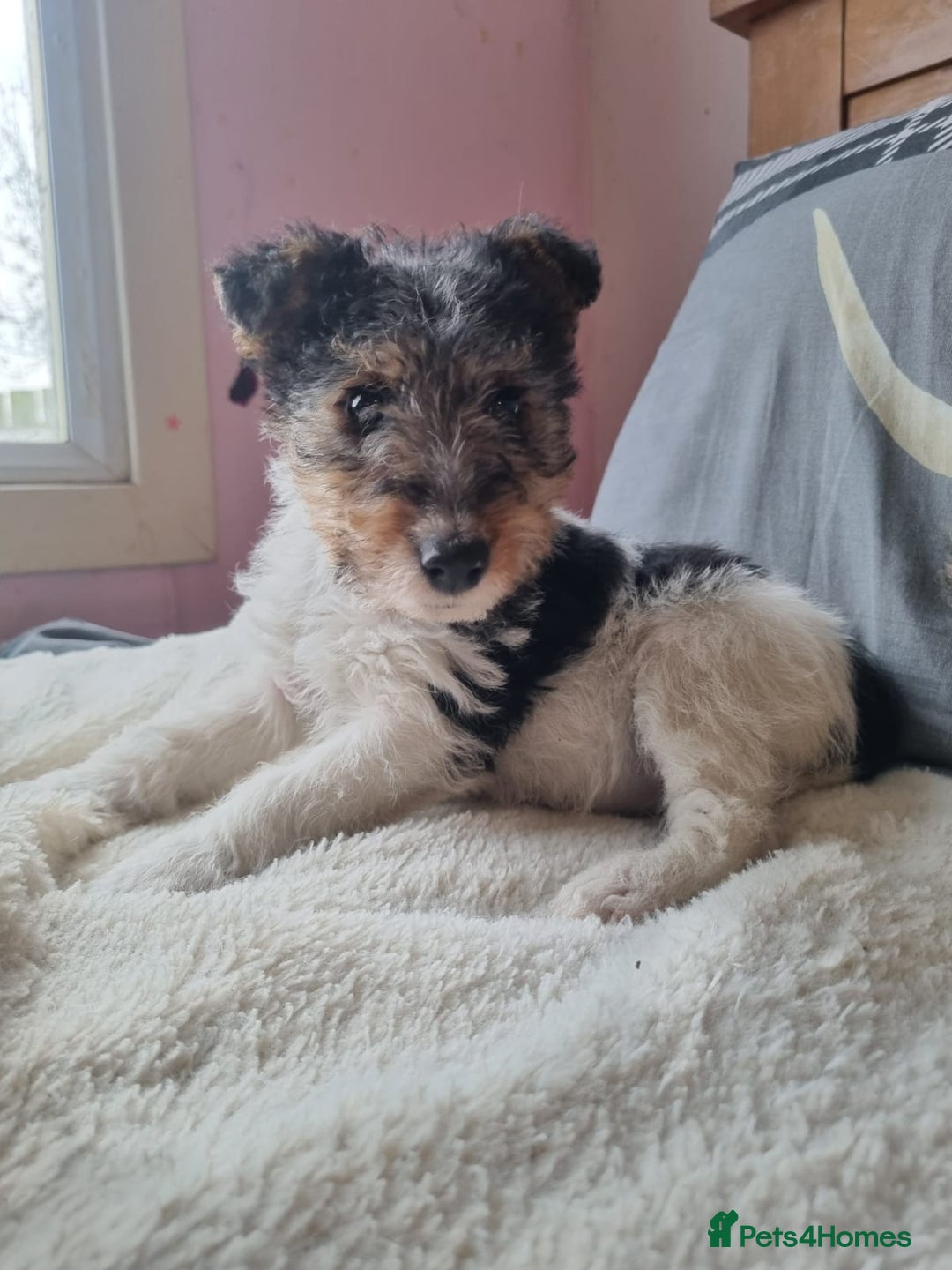 Fox Terrier dogs for sale: KC Wire Fox Terrier puppies for sale - Advert 3