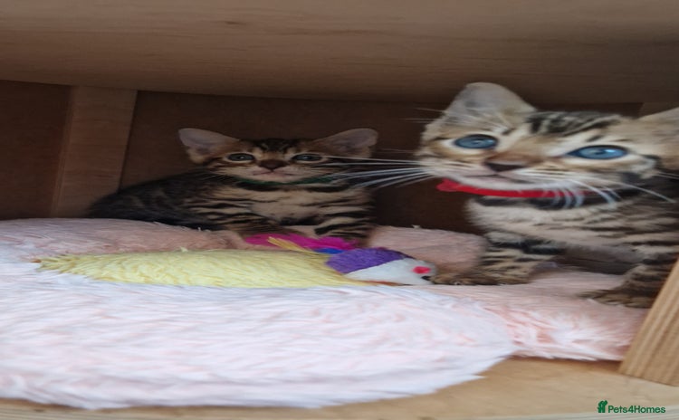 Bengal cats - Advert 4