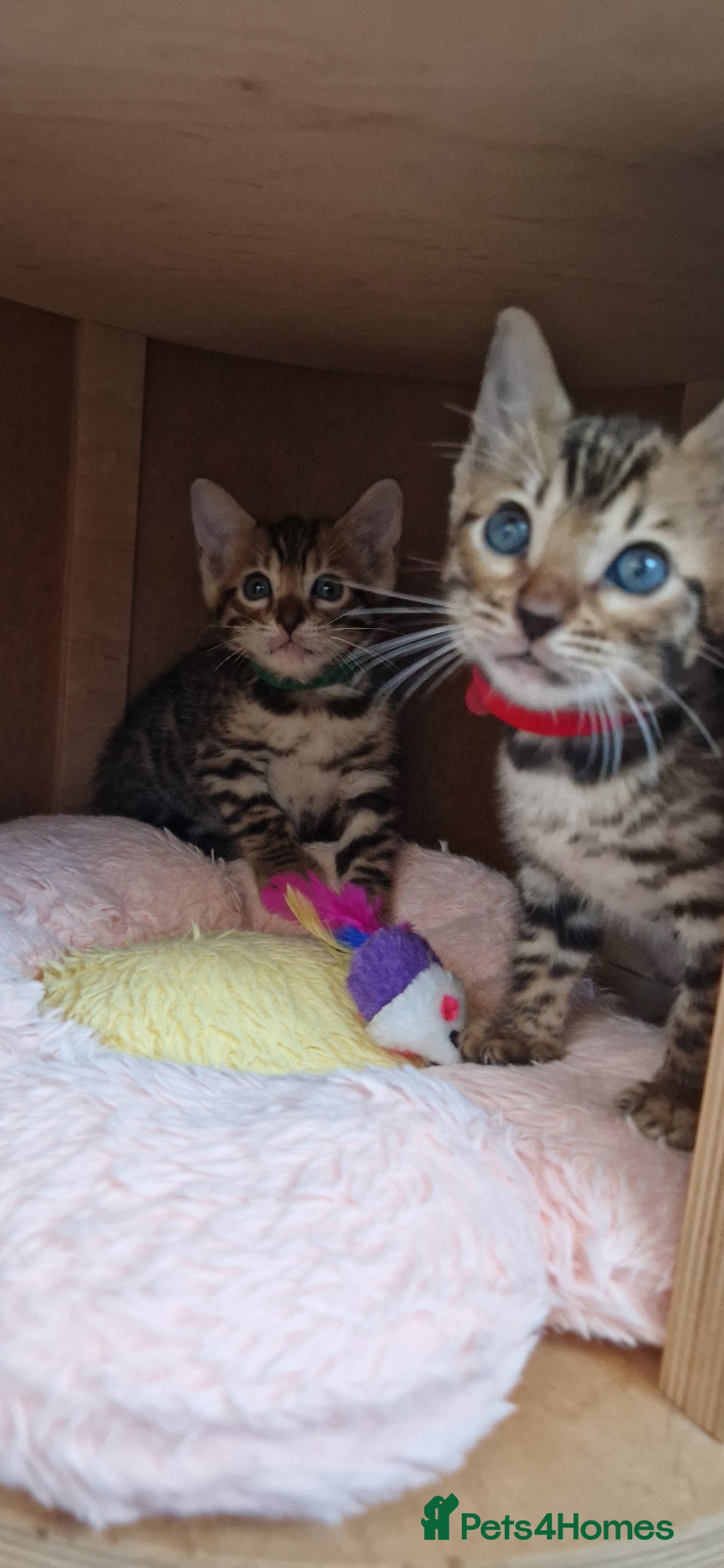 Bengal cats for sale: Pure Bengal kittens ❤️  - Image 1
